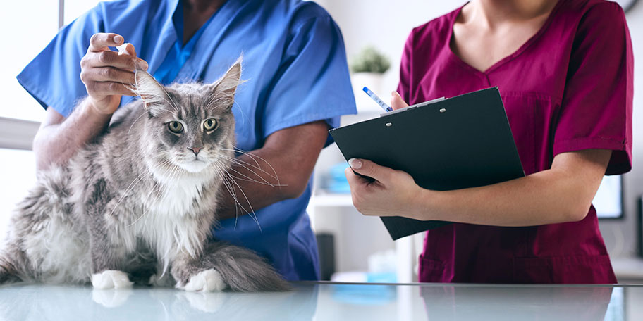 7 Tips For Selling A Veterinary Practice In Arizona