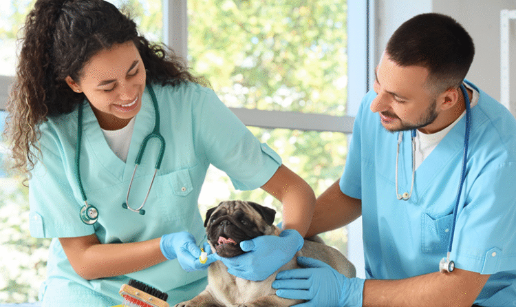 6 Tips For Selling A Veterinary Practice In Arizona